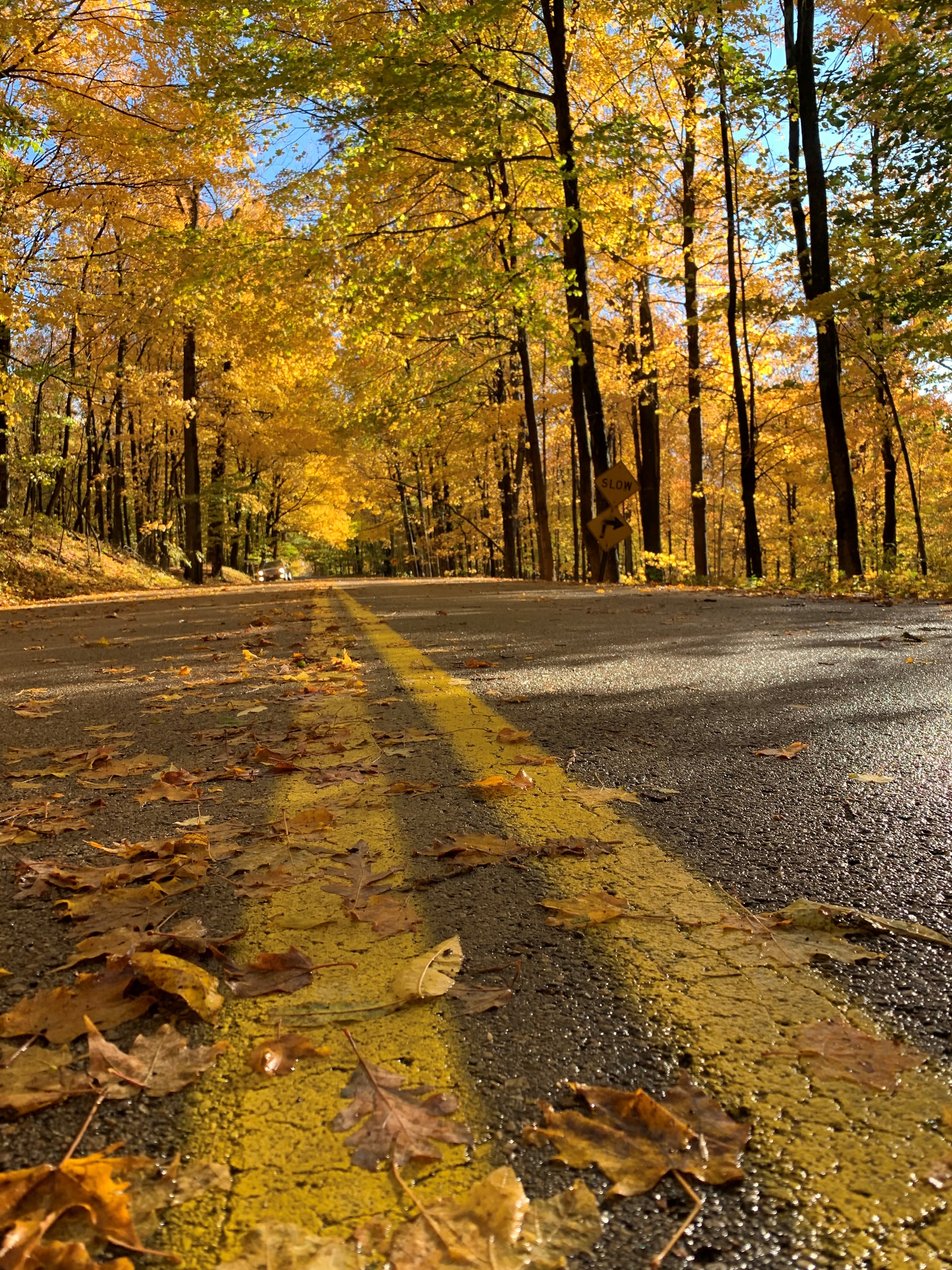 Driving road with tall trees and yellowish orange leaves on the ground