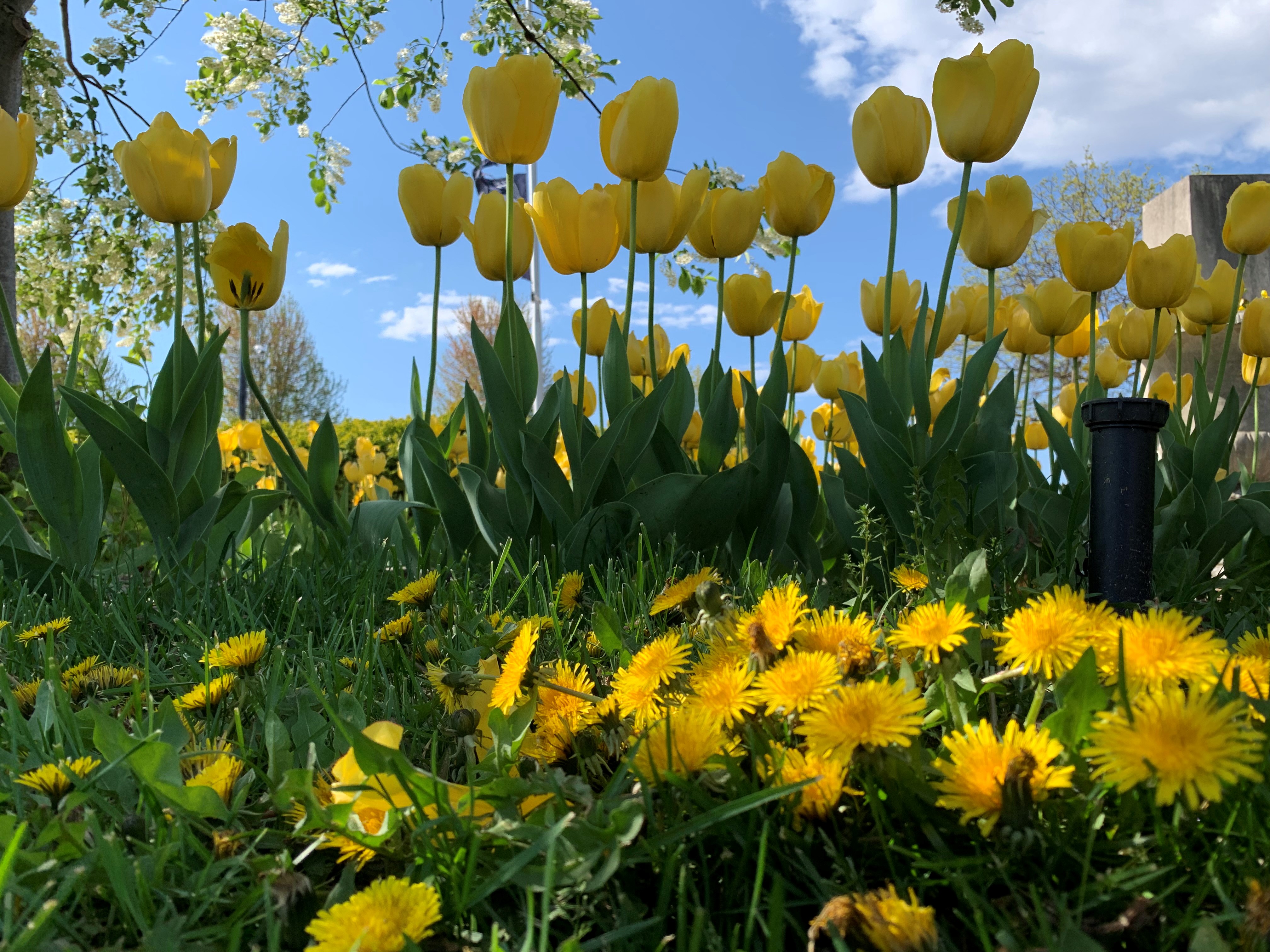 Image of yellow tulips with green stems