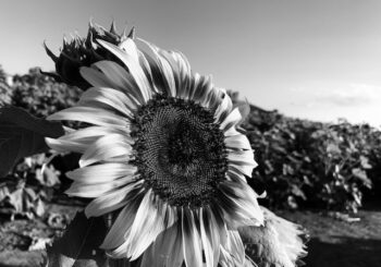 Black and white image of a sunflower