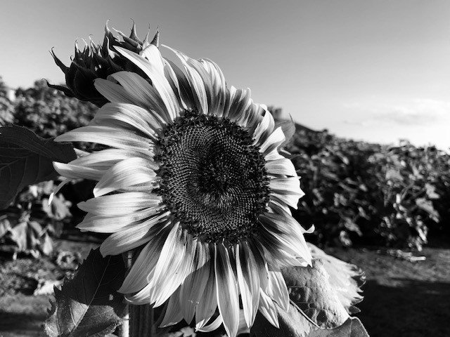 Black and white image of a sunflower