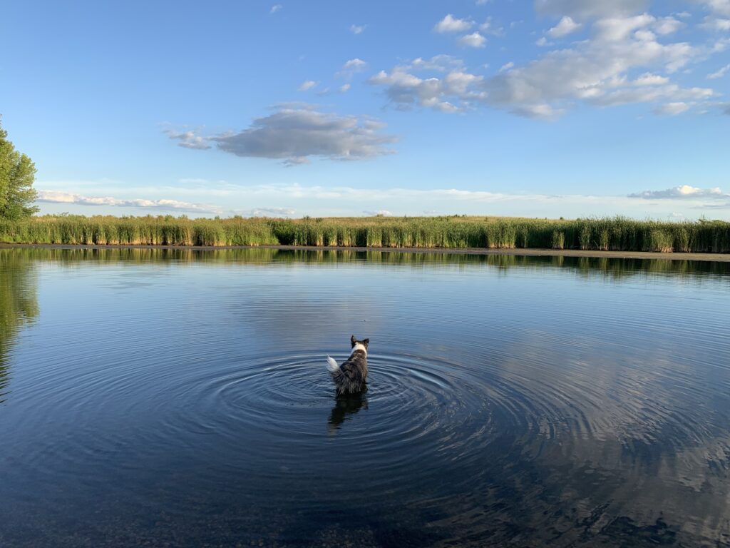 Juliette (Dog) in Lake