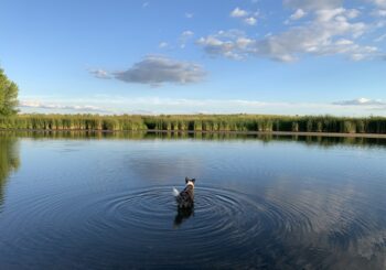 Juliette (Dog) in Lake
